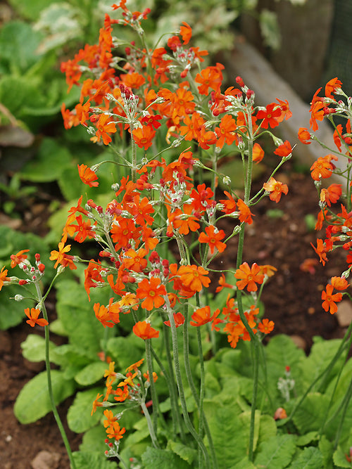 PRIMULA COCKBURNIANA