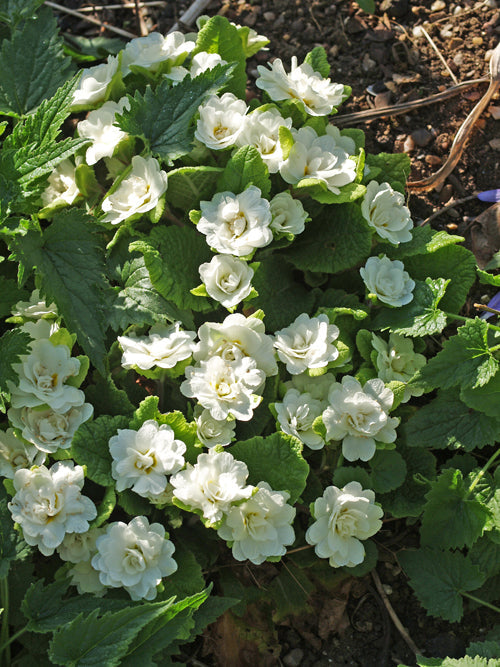 PRIMULA 'DAWN ANSELL'