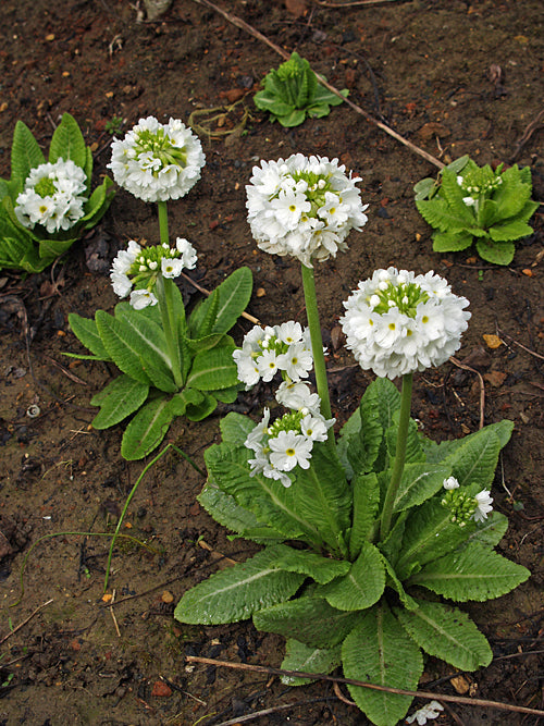 PRIMULA DENTICULATA var.ALBA