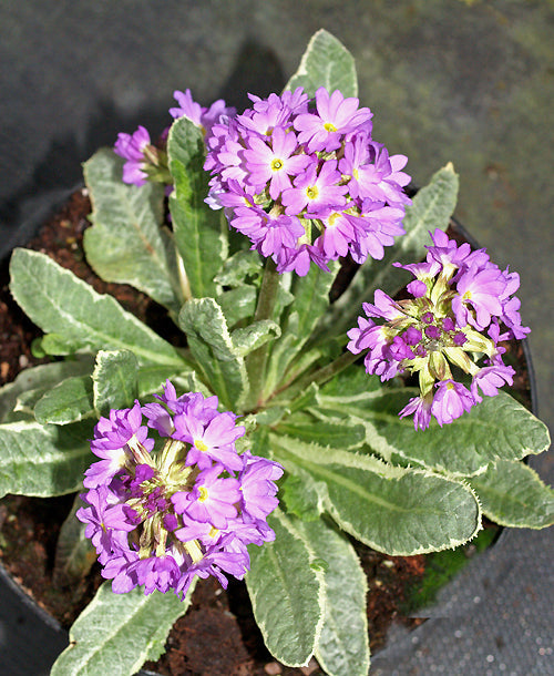 PRIMULA DENTICULATA 'KARRYANN'