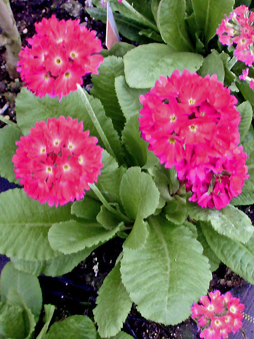PRIMULA DENTICULATA 'RUBINBALL'