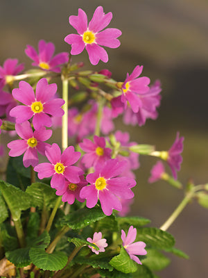 PRIMULA 'DUCHESS OF YORK'