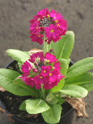 PRIMULA DENTICULATA DARK COLOURS