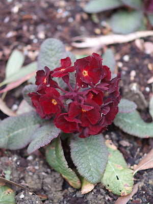 PRIMULA 'DUSKY LADY'