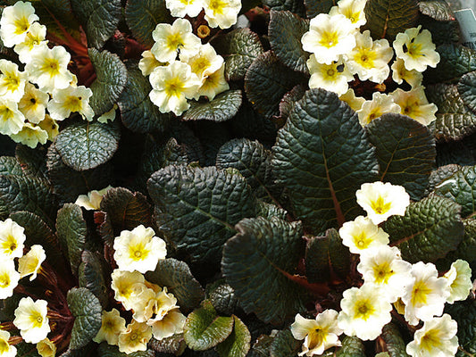 PRIMULA VULGARIS 'DUNBEG'