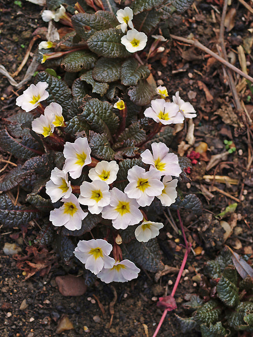 PRIMULA VULGARIS 'DRUMCLIFFE'