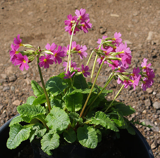 PRIMULA 'DAVID VALENTINE'