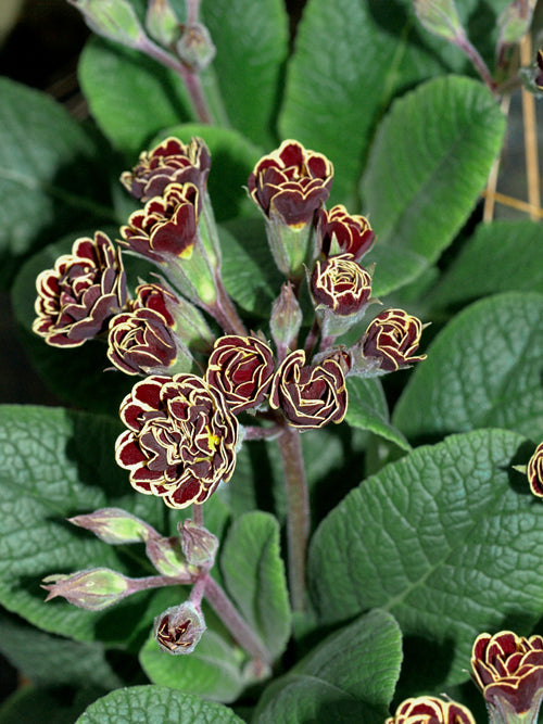 PRIMULA 'ELIZABETH KILLELAY'