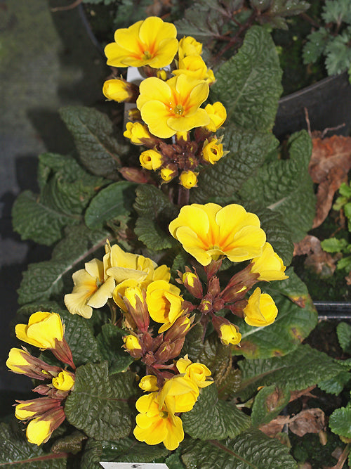 PRIMULA ELATIOR 'JESSICA'