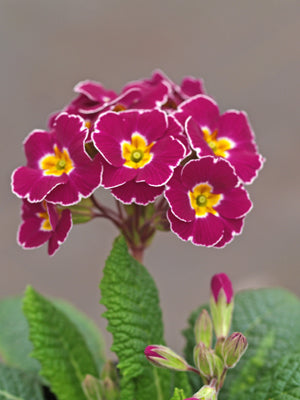 PRIMULA 'FAVORIT DE FRED'