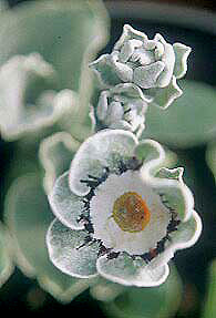 PRIMULA AURICULA 'FANCIFUL'