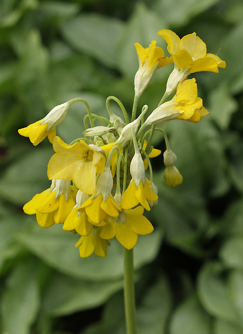 PRIMULA FLORINDAE
