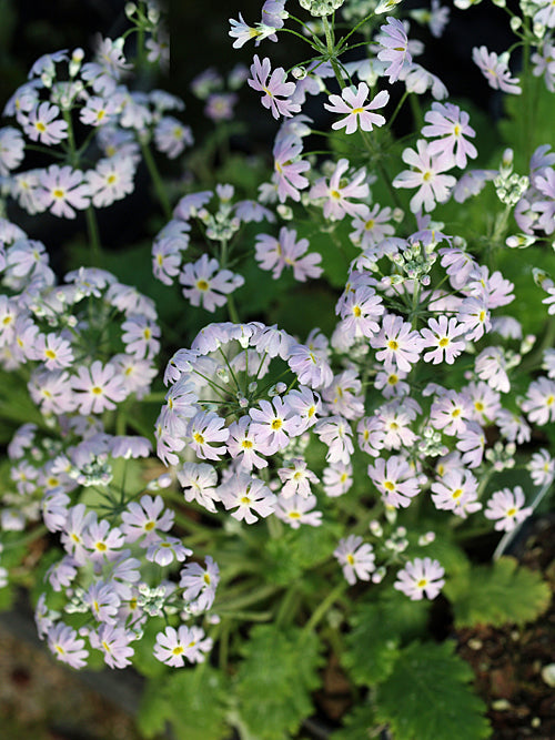 PRIMULA FORBESII