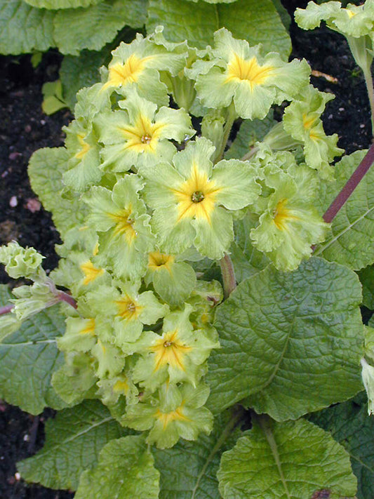 PRIMULA 'FRANCISCA'