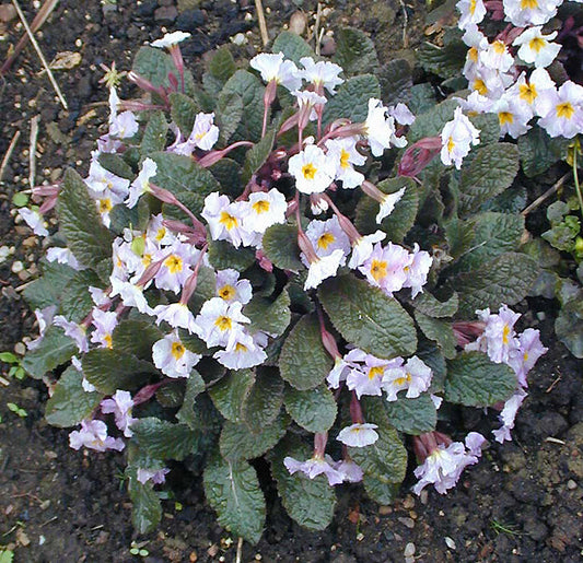 PRIMULA 'GARRYARDE GUINEVERE'