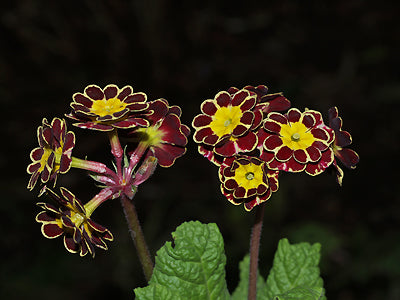 PRIMULA GOLD LACED HOSE-IN-HOSE