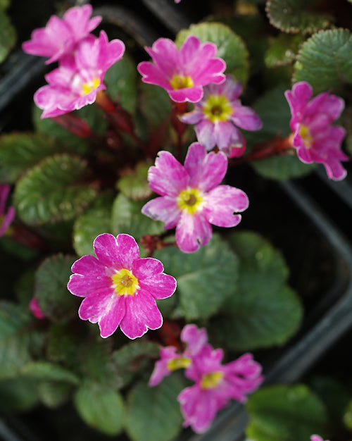 PRIMULA VULGARIS 'GLENGARRIFF'