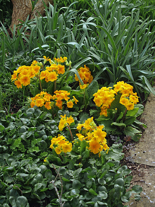 PRIMULA POLYANTHUS 'HARVEST YELLOW'