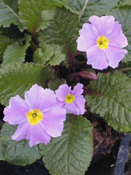 PRIMULA 'IRIS MAINWARING'