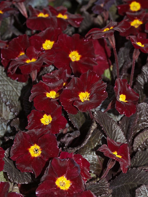 PRIMULA VULGARIS 'INNISFREE'