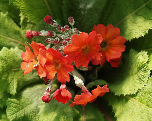PRIMULA INVEREWE