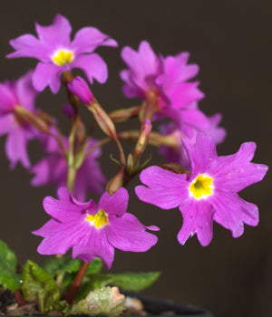 PRIMULA 'JOHN FIELDING'