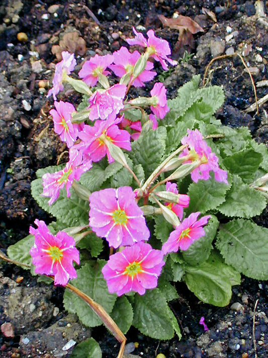 PRIMULA 'KINLOUGH BEAUTY'