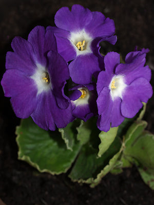 PRIMULA 'KUSUM KRISHNA'
