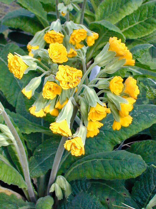 PRIMULA VERIS 'KATY MCSPARRON'
