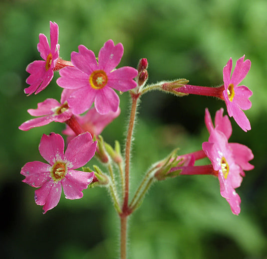 PRIMULA KISOANA 'BARNHAVEN BLUSH'