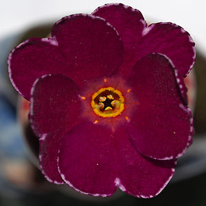 PRIMULA from LOUISA ARBUTHNOT