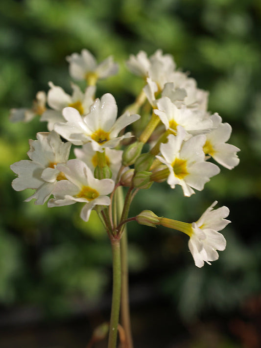 PRIMULA 'LADY GREER'