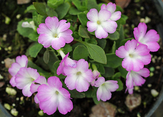 PRIMULA 'LINDUM MALCOLM'S MATE'