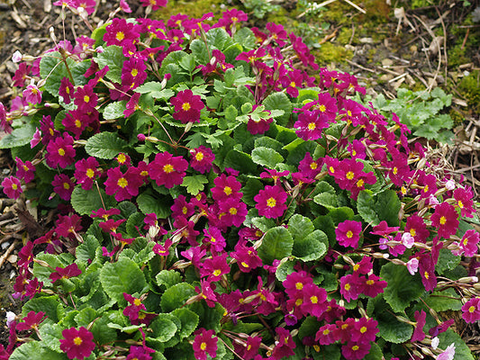 PRIMULA 'LILIAN FOSTER'