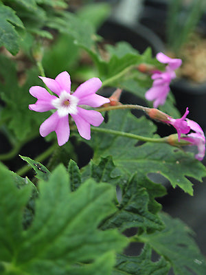 PRIMULA LATISECTA