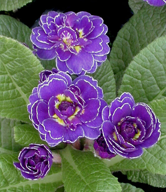 PRIMULA 'MISS INDIGO'