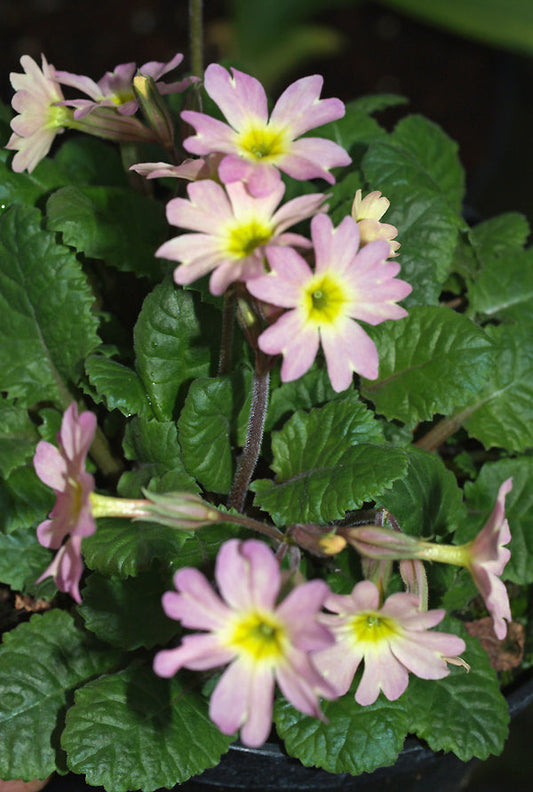 PRIMULA JULIAE 'MILLICENT'