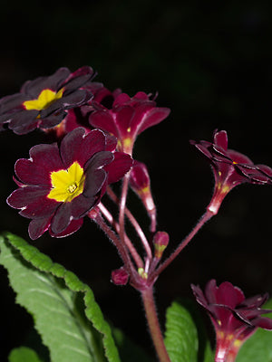 PRIMULA Monksilver hose-in-hose seedling 2
