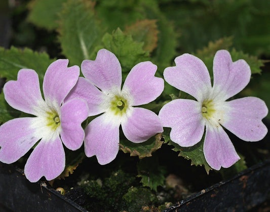 PRIMULA MOUPINENSIS SEH 086