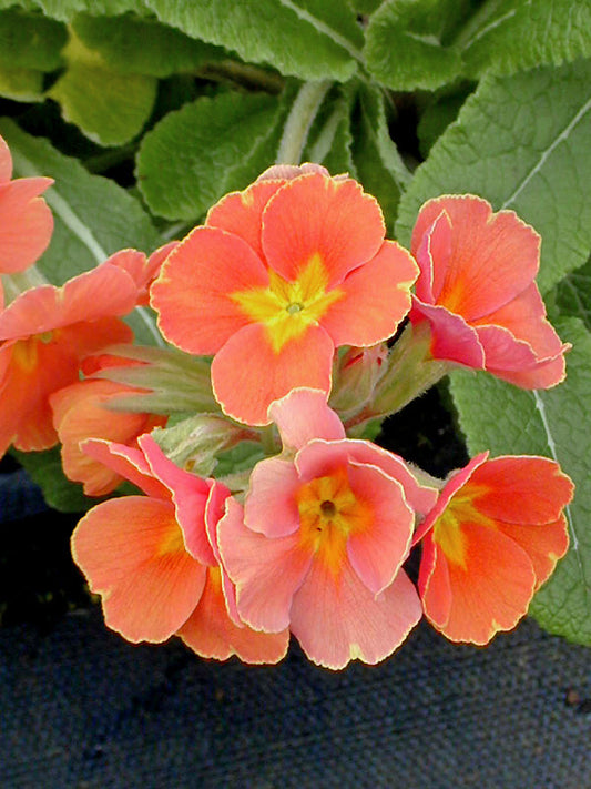 PRIMULA 'MEXICO'