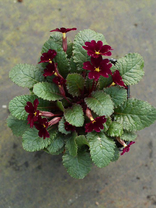 PRIMULA 'SIR BEDIVERE'