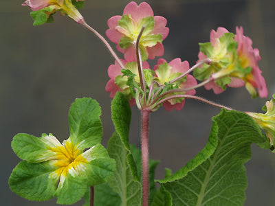 PRIMULA PALE PINK AND GREEN JACKANAPES