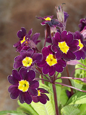 PRIMULA large purple silver-laced