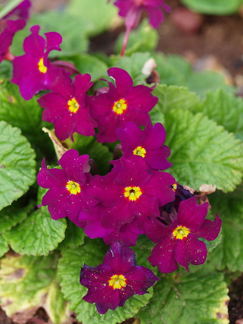 PRIMULA 'PERLE VON BOTTROP'