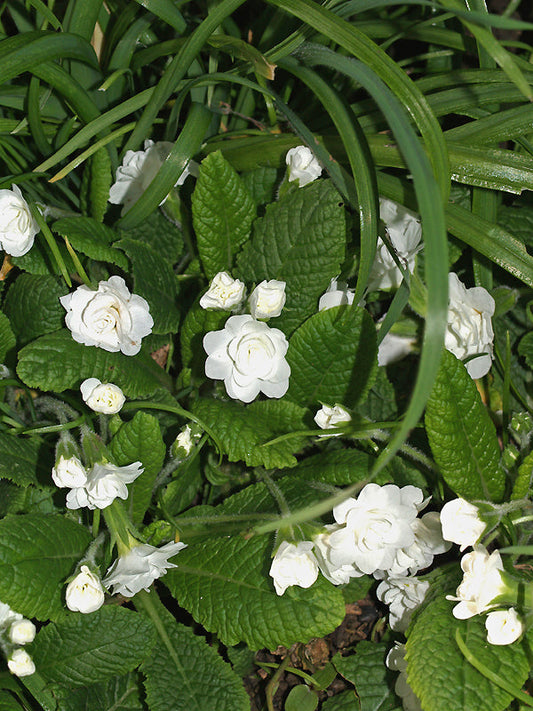 PRIMULA 'PETTICOAT'