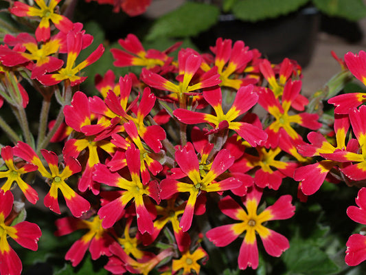 PRIMULA oakleaf from Margaret Webster