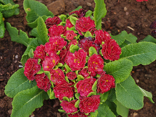PRIMULA 'RED RUFFLES'