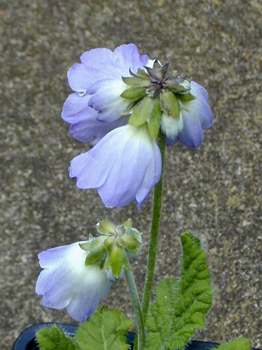 PRIMULA REIDII