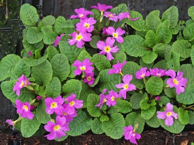 PRIMULA 'ROMEO'
