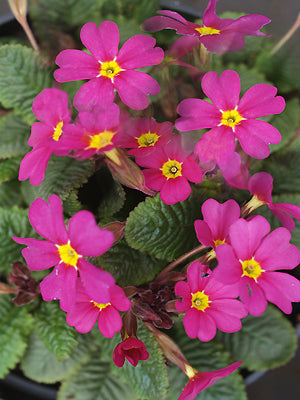 PRIMULA 'ROWENA'